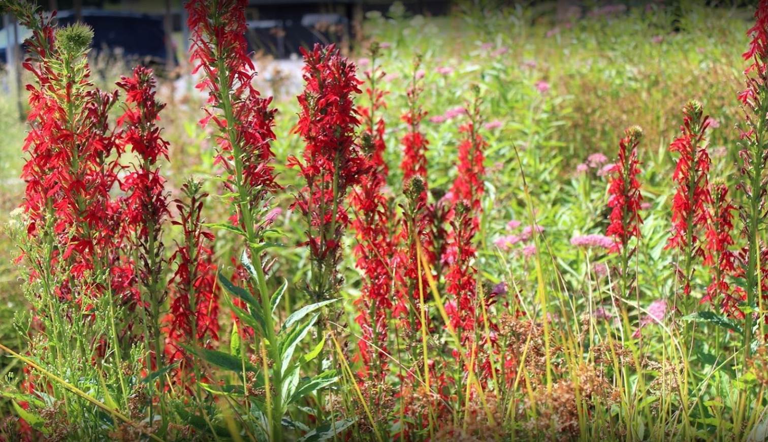 Horticultural & Fine Gardening Services in Middleborough, MA